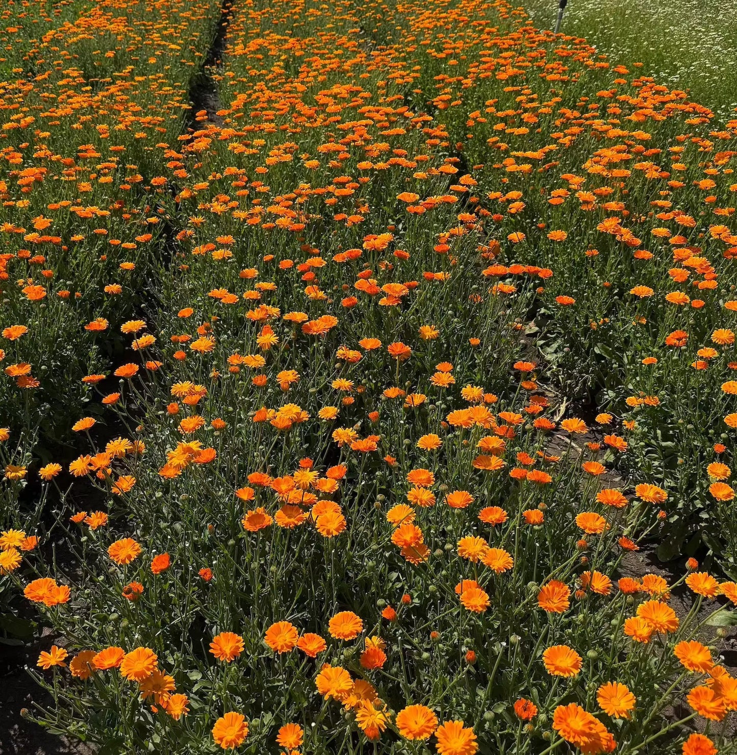 Calendula