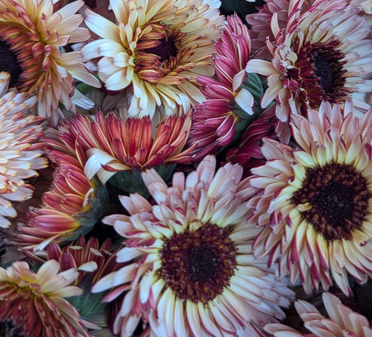 Calendula Mixed variety