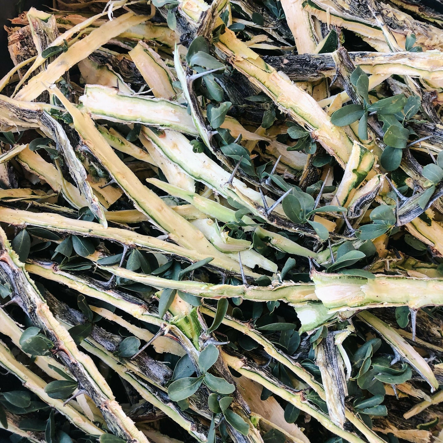 Dried Ocotillo Bark