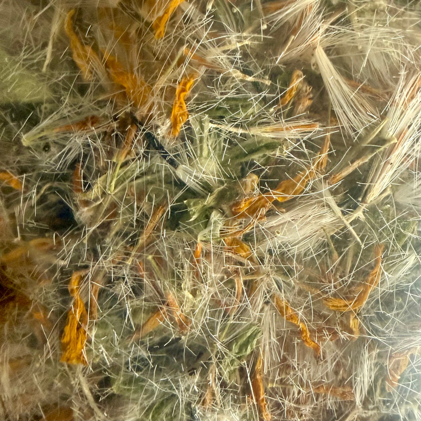 Dried Arnica Flower