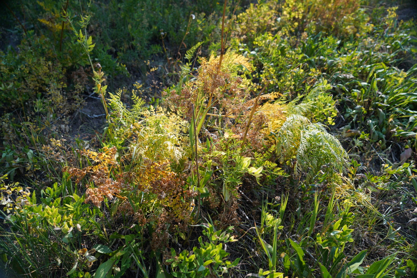 FRESH Osha Root