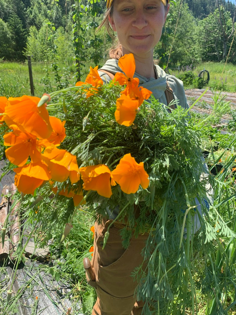 California Poppy - Certified Naturally Grown