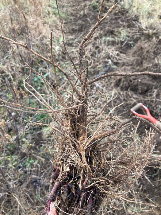 Echinacea Root Certified OG