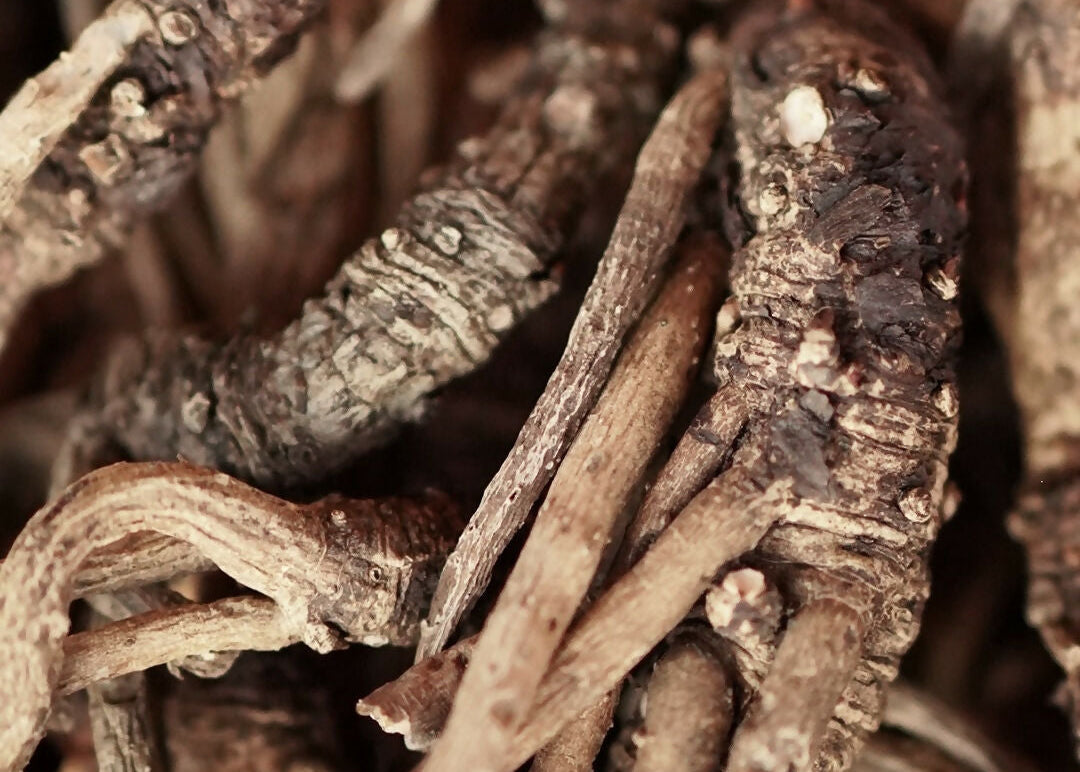 Dried Yerba Mansa Root