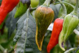 Pepper (Fish) OG - live plant