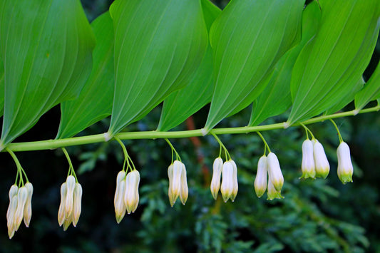 Solomon's Seal Root Wisdom Virtual Plant Immersion Course