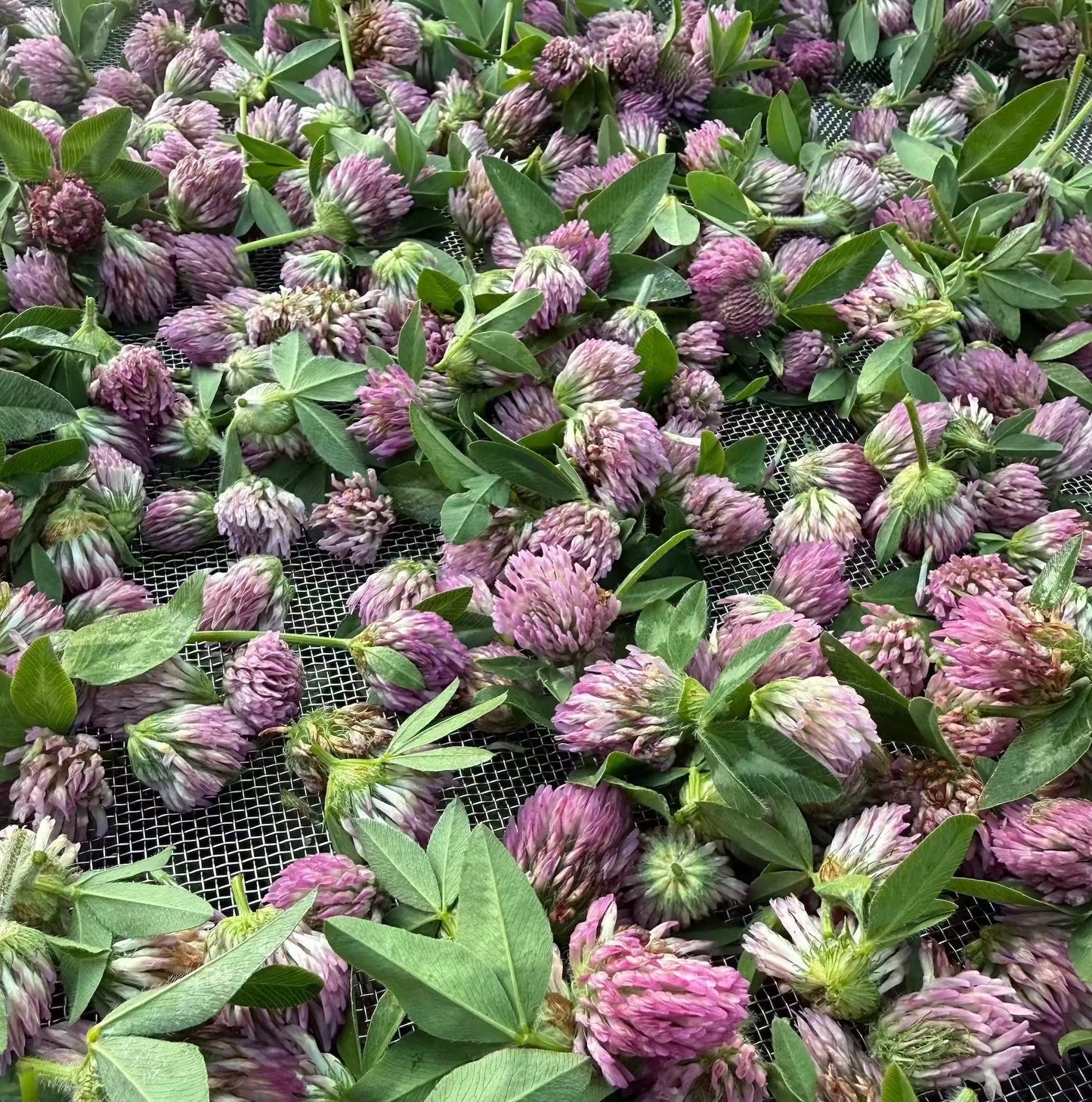 Red Clover Blossom