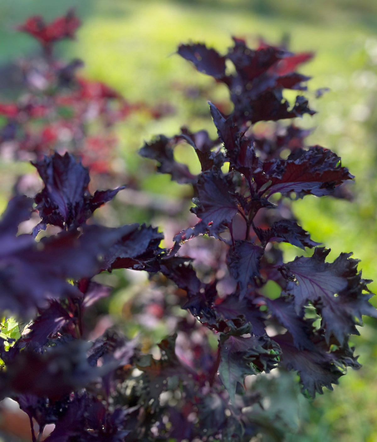 Shiso