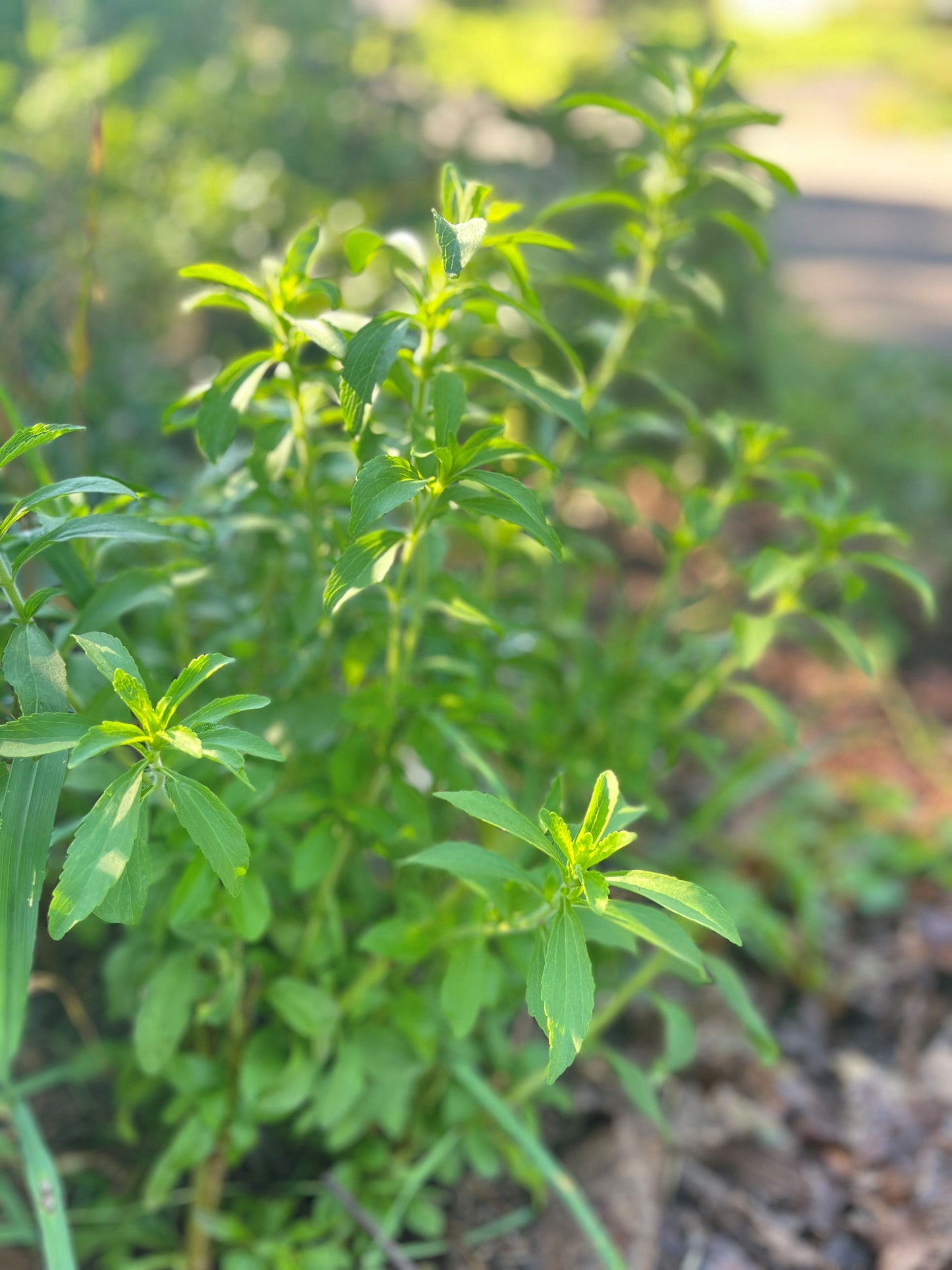 Stevia