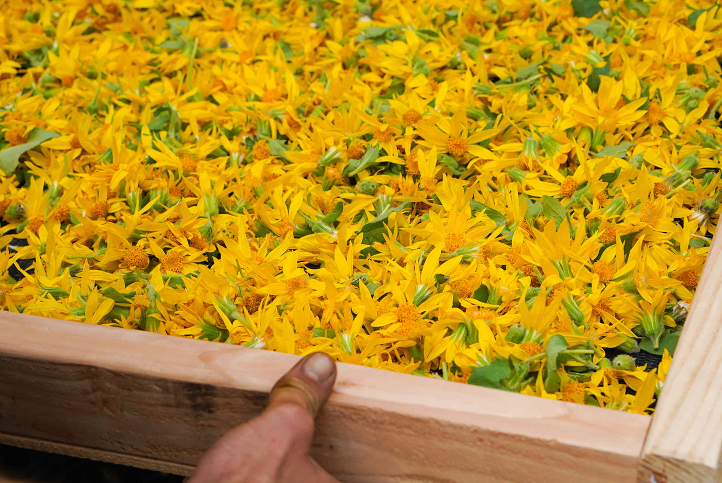 Dried Arnica Flower