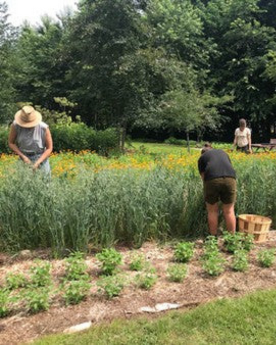 The Apothecary Craft Apprenticeship