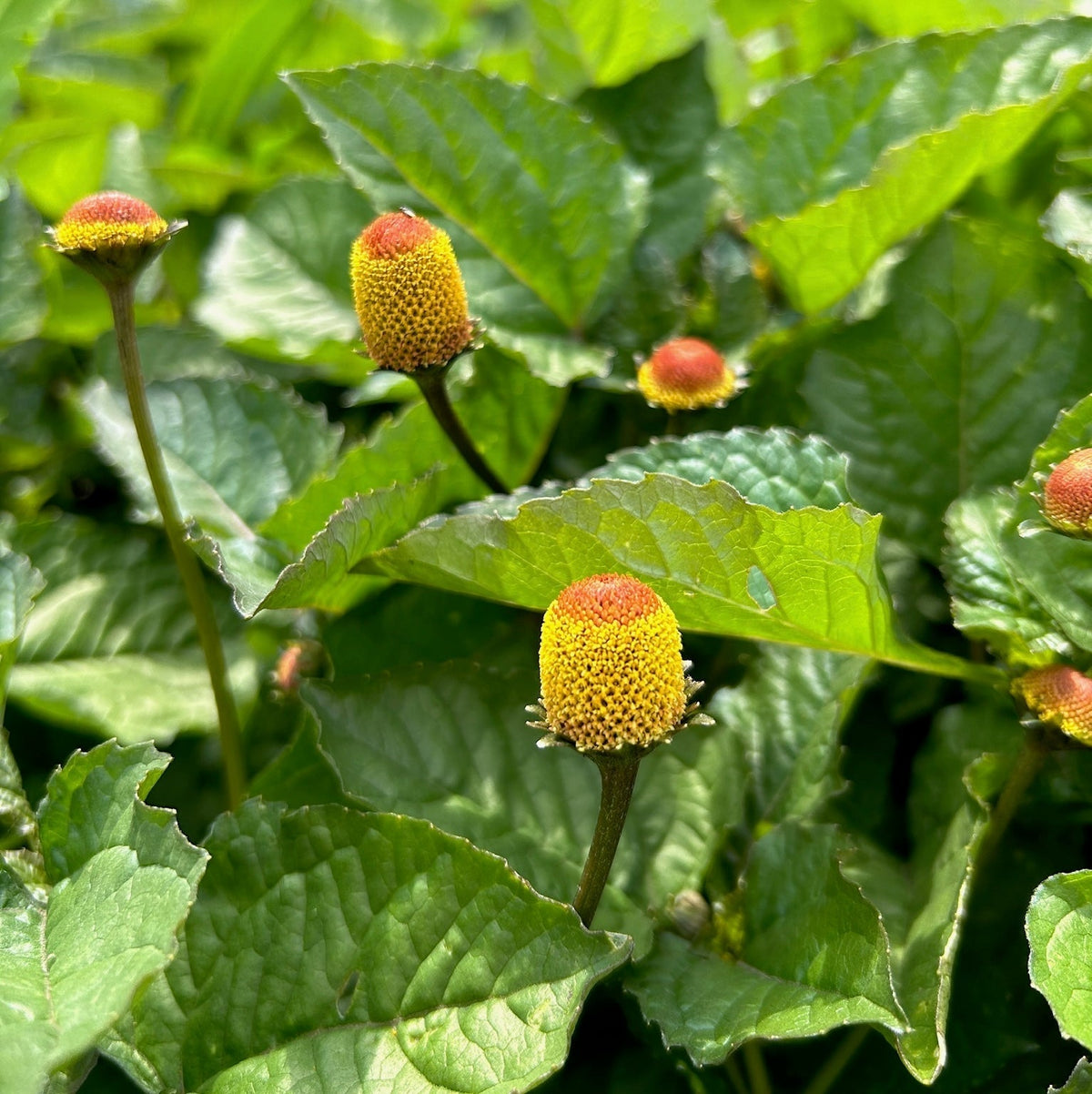 Spilanthes Flower - Certified OG