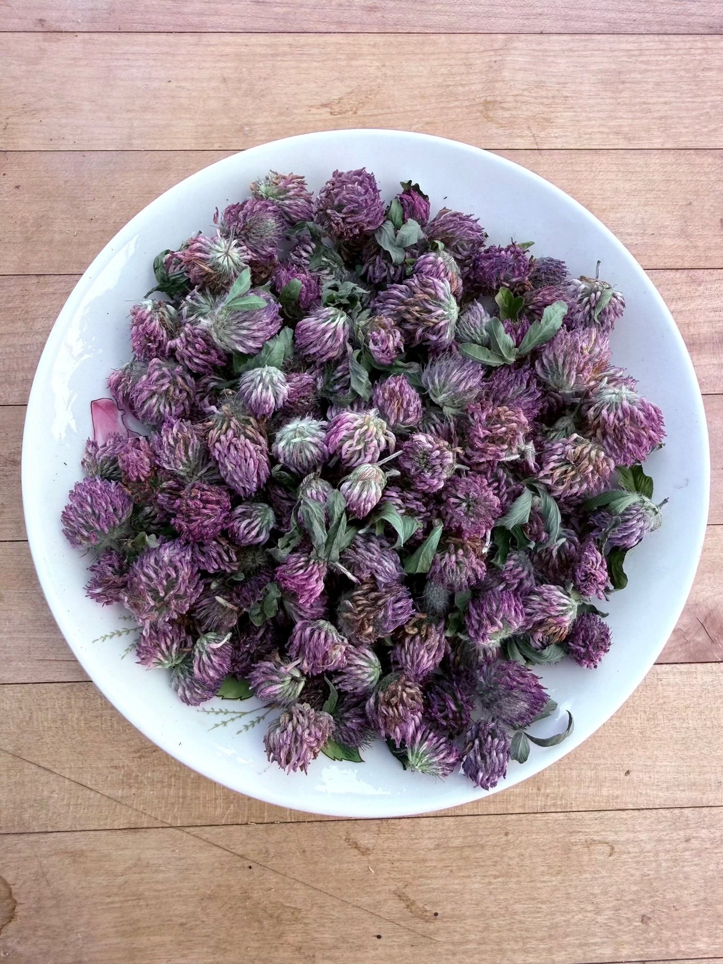 Red Clover Blossom