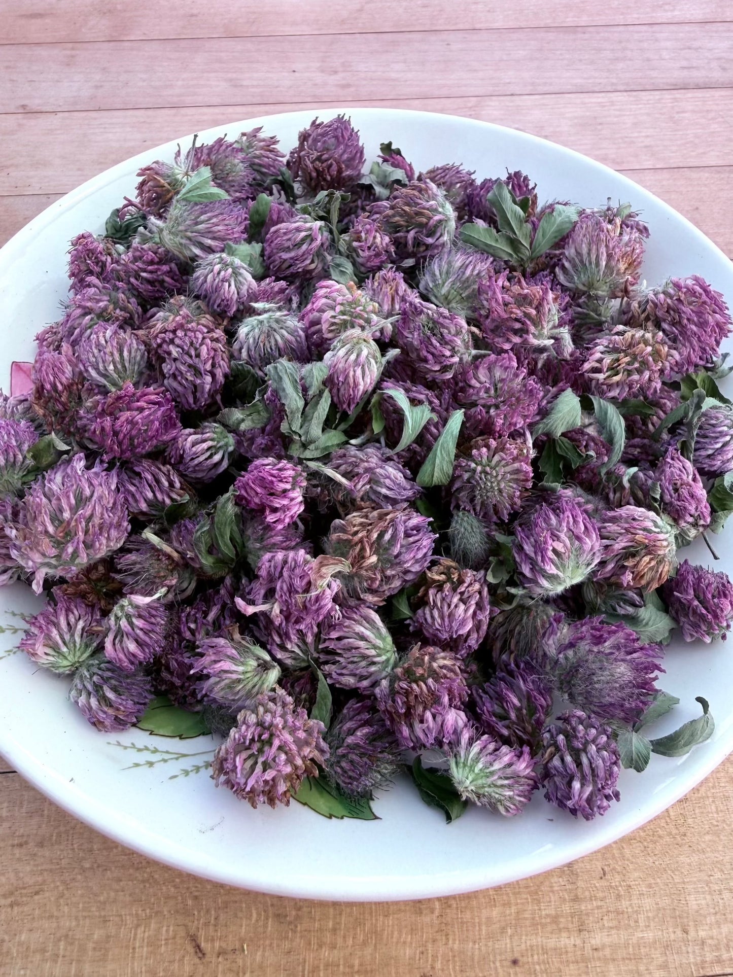 Red Clover Blossom