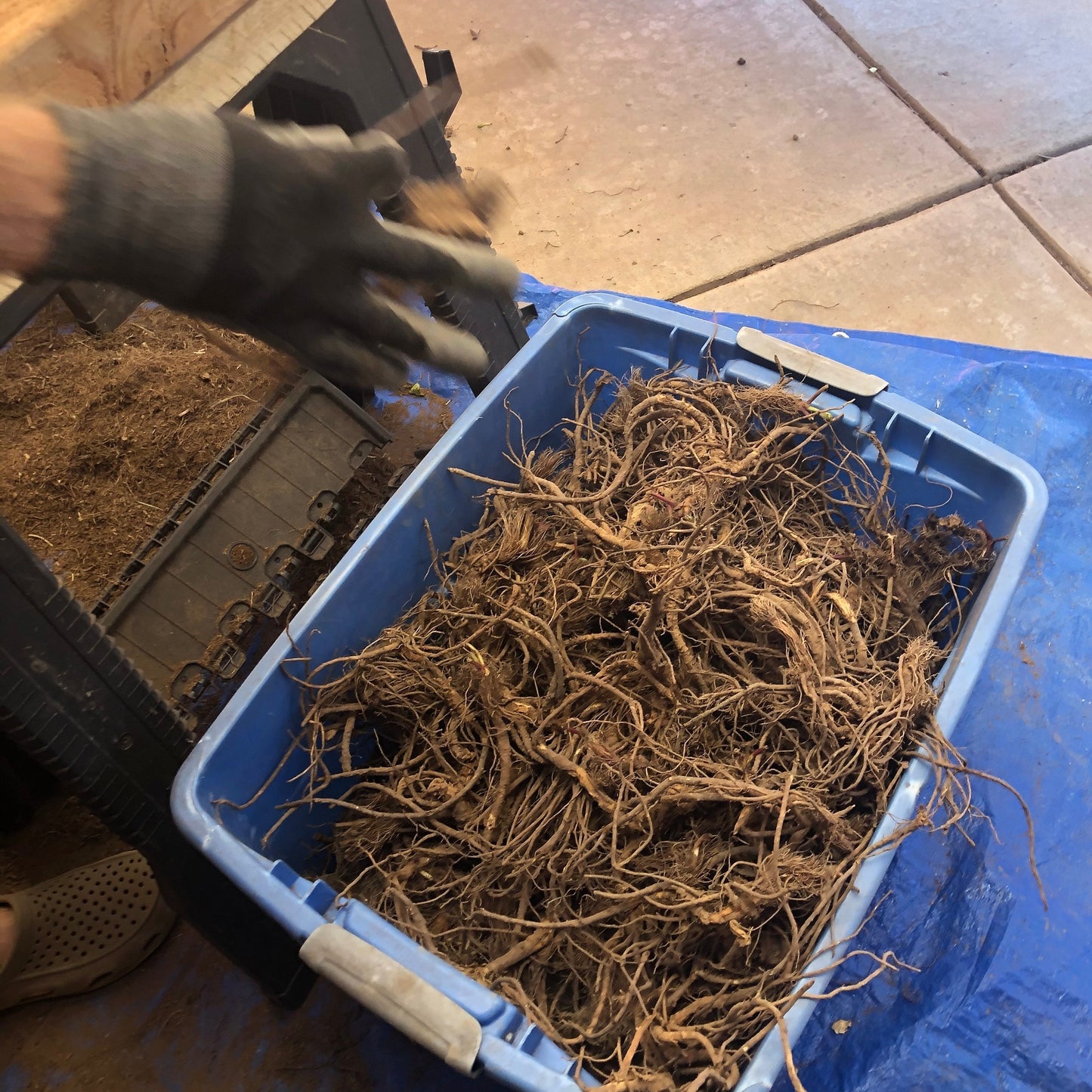 FRESH Osha Root