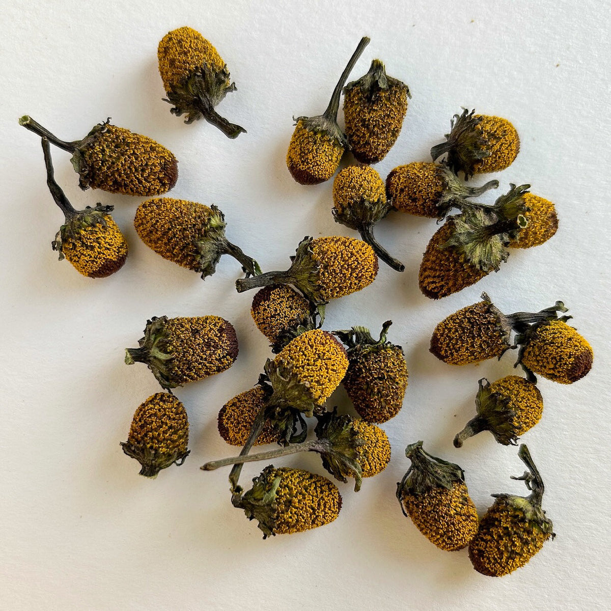 Spilanthes Flower - Certified OG