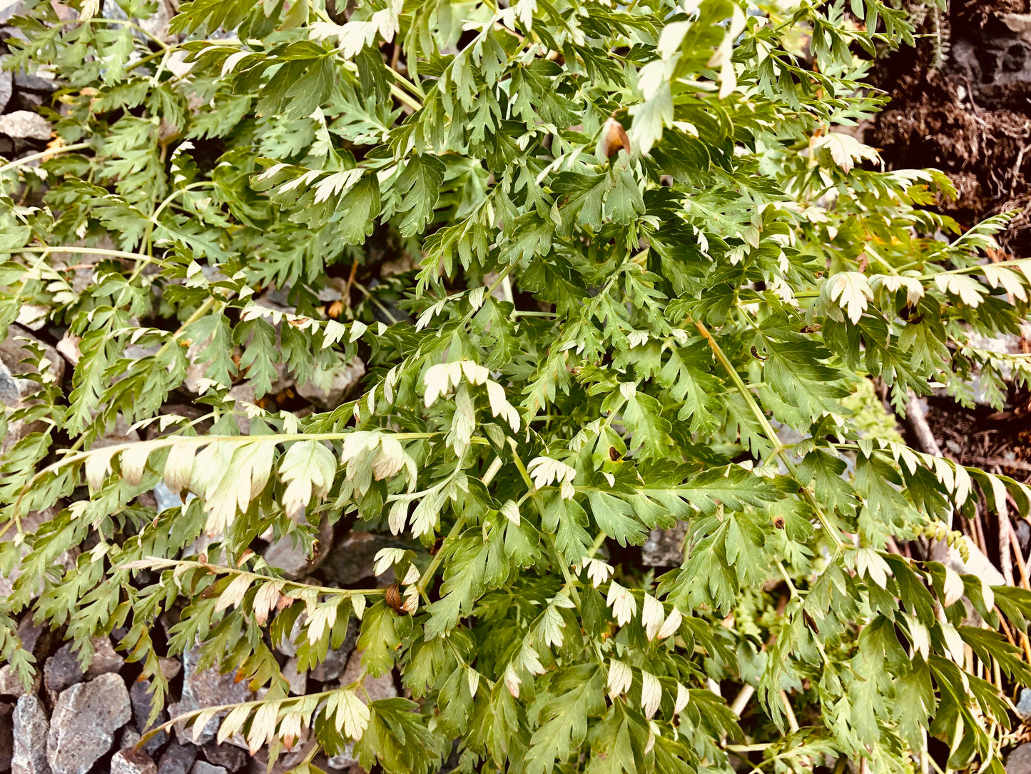 FRESH Osha Root