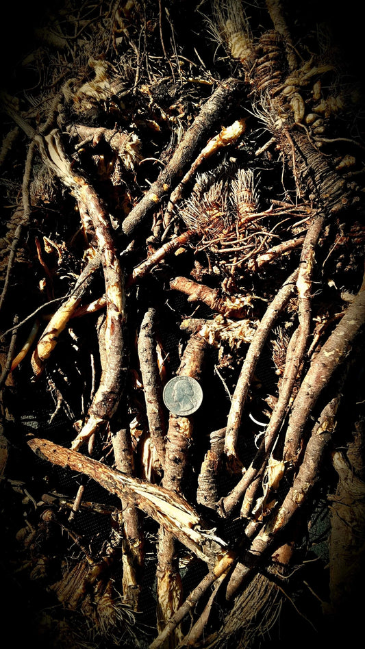 FRESH Osha Root