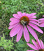 Bumble Bee visits Echinacea purpurea blossom
