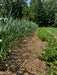 garlic strawberrys gh2