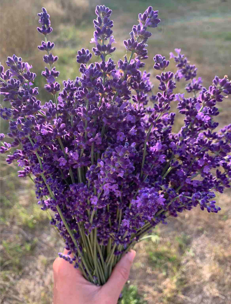 Fresh Lavender on Stems - Certified Naturally Grown