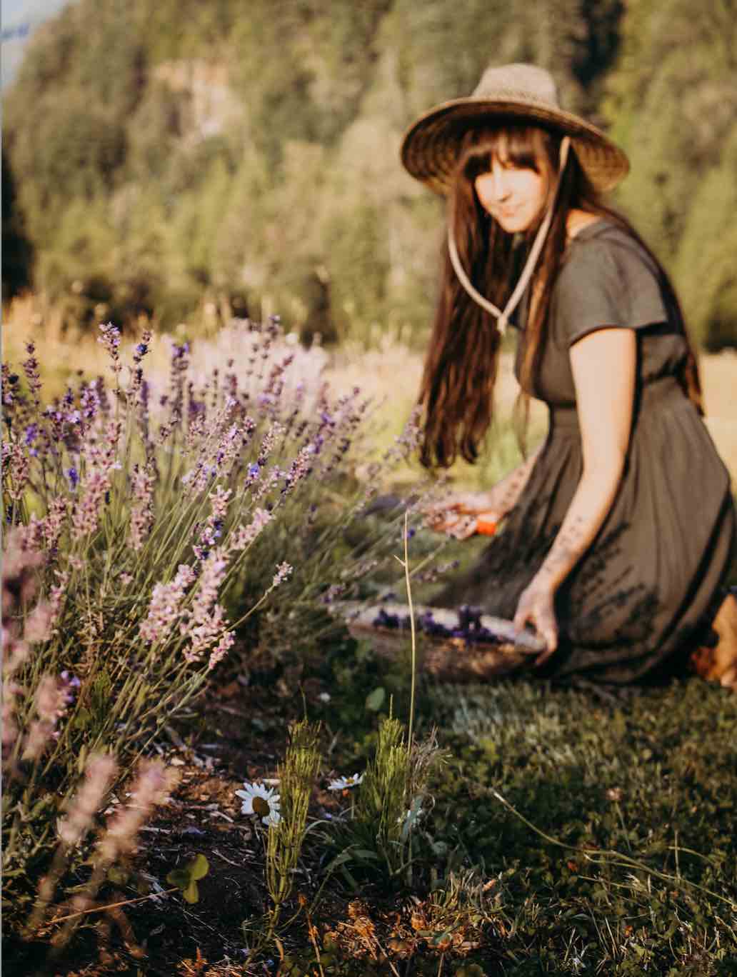Fresh Lavender on Stems - Certified Naturally Grown