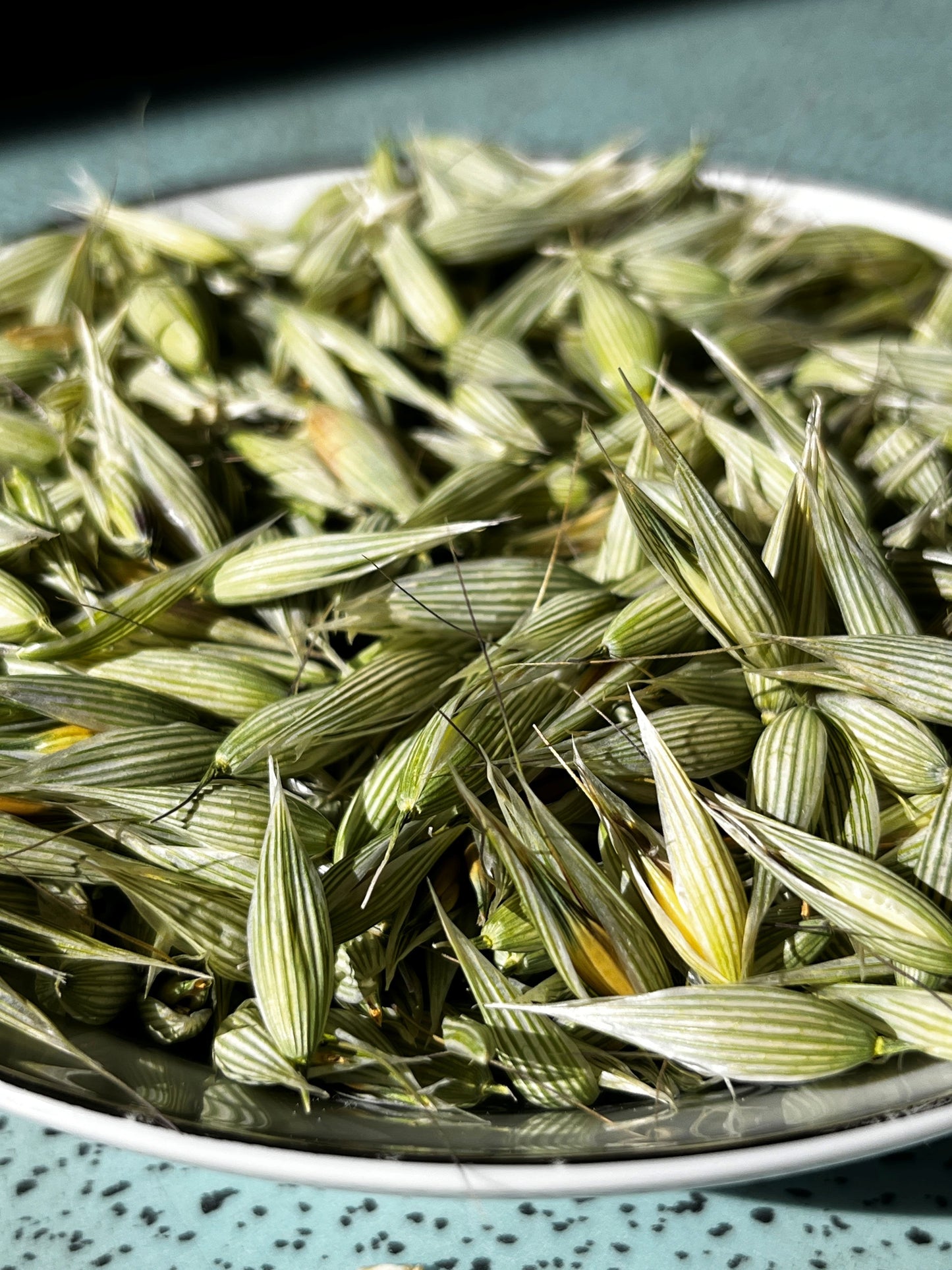 Dried Milky Oats