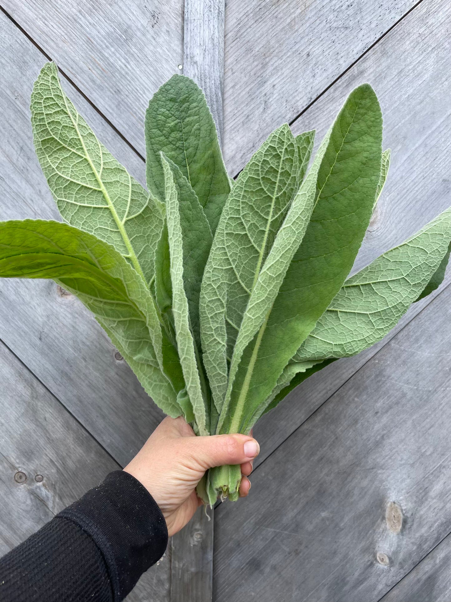 Mullein Leaf- Certified OG
