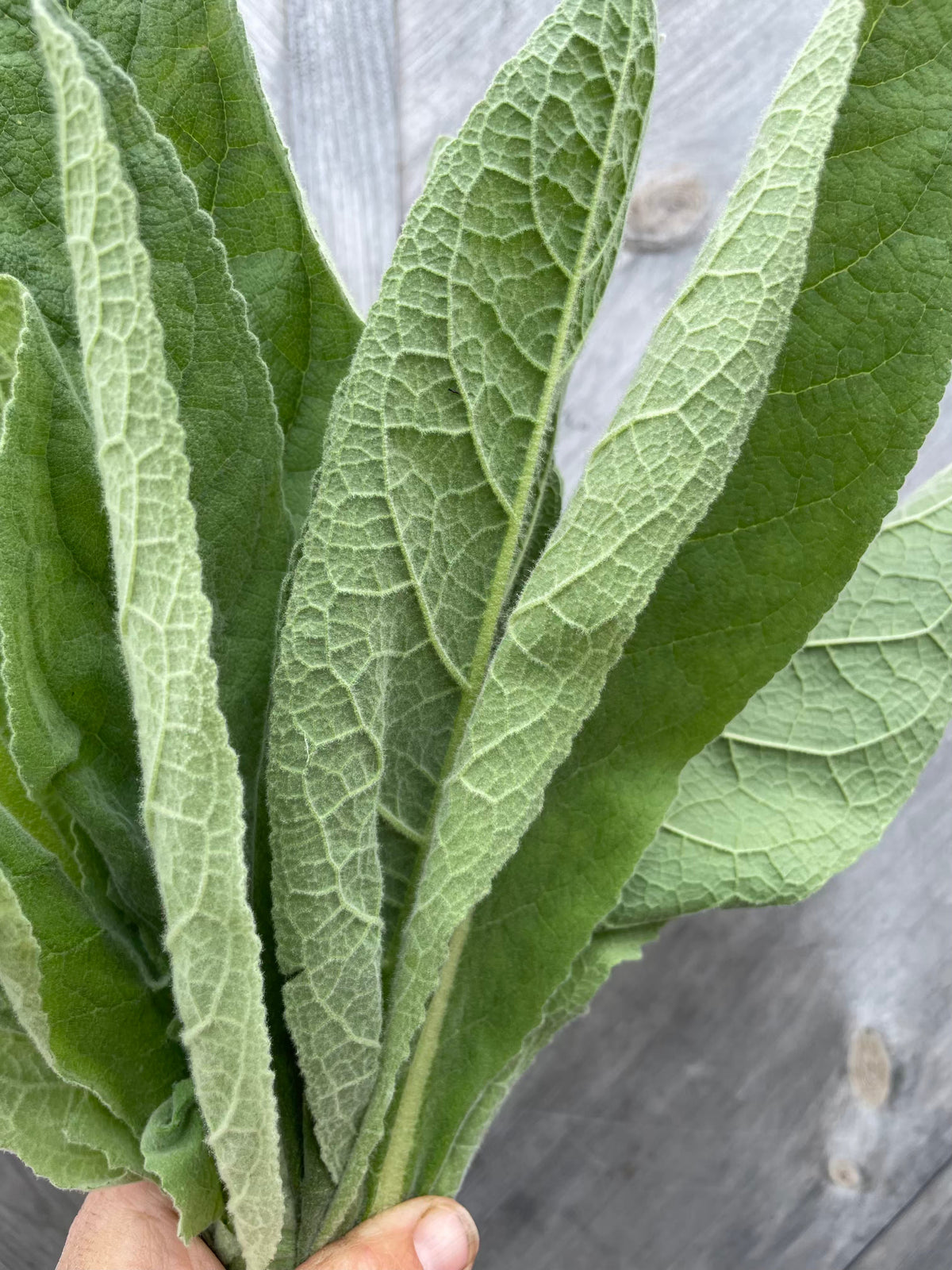 Mullein Leaf- Certified OG
