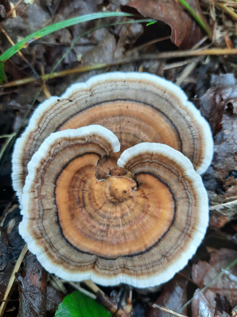 Turkey tail mushroom