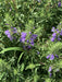 MoldavianBalm2
