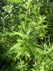 coastal mugwort plant