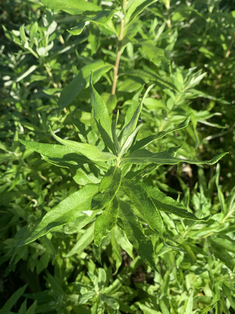 coastal mugwort plant
