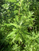 coastal mugwort plant