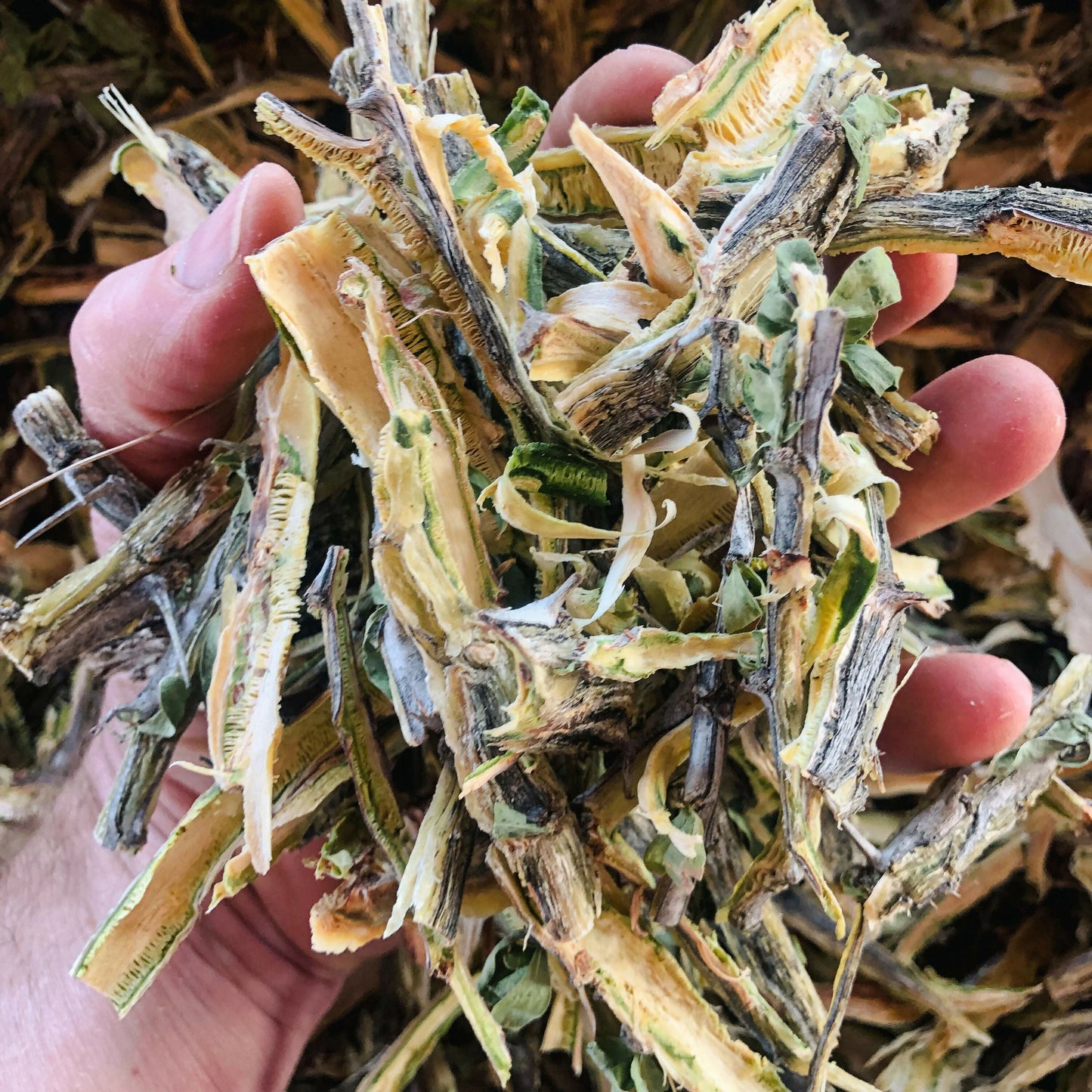 Dried Ocotillo Bark