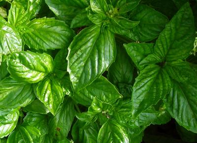 Herbs Basil (Bolloso) OG - live plant