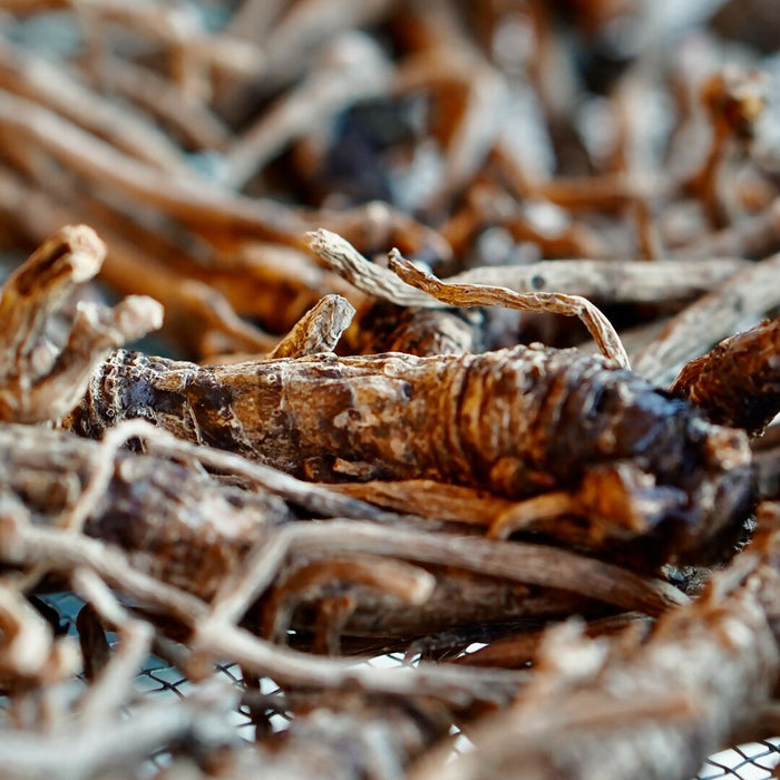 Dried Yerba Mansa Root