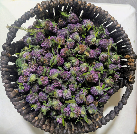 Red Clover