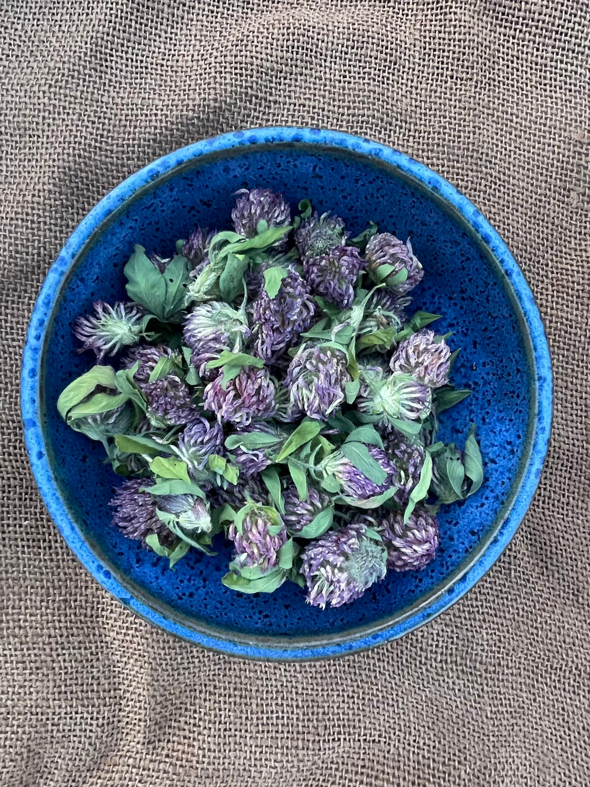 Red Clover -  Certified OG