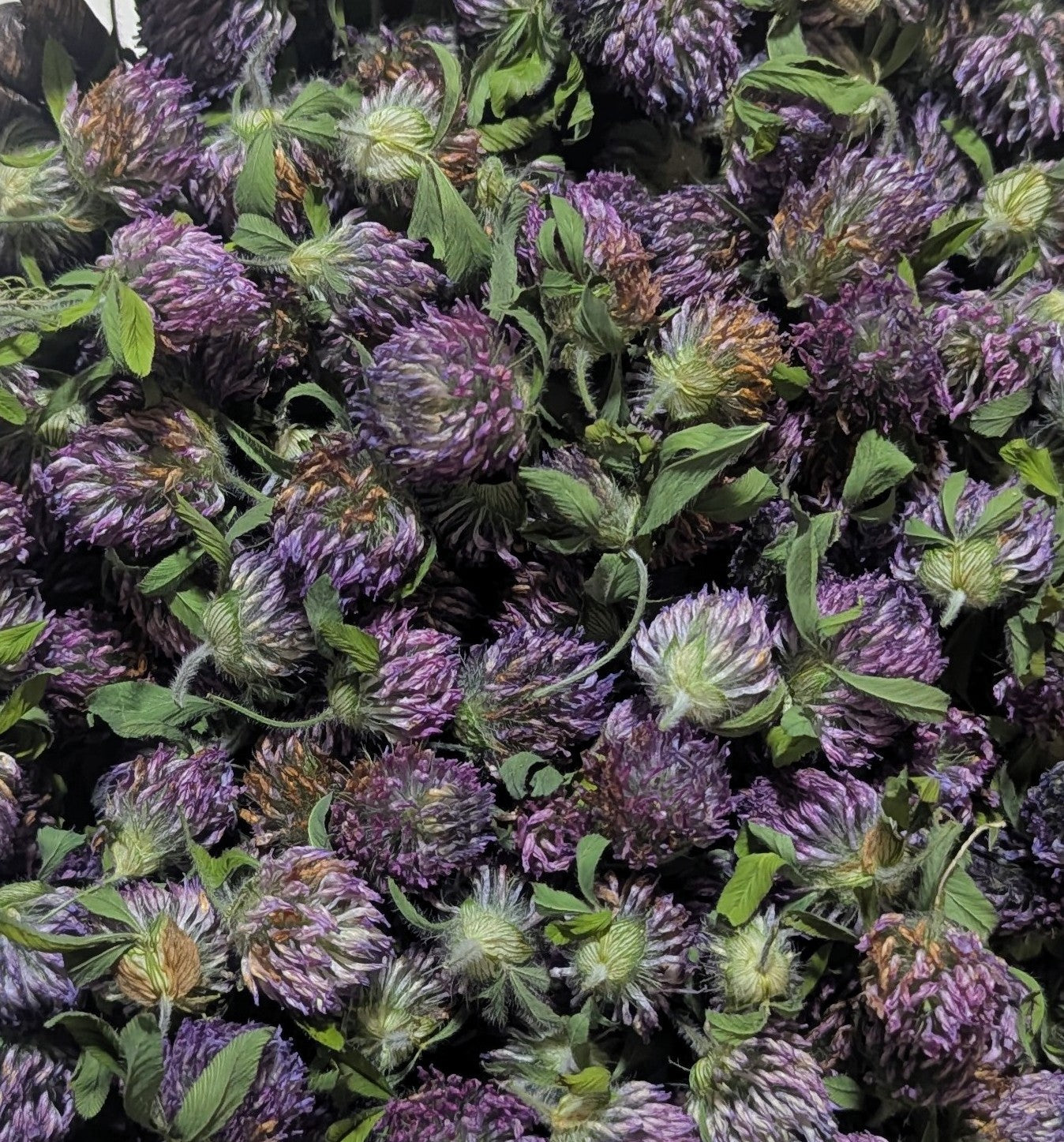 Red Clover Flower