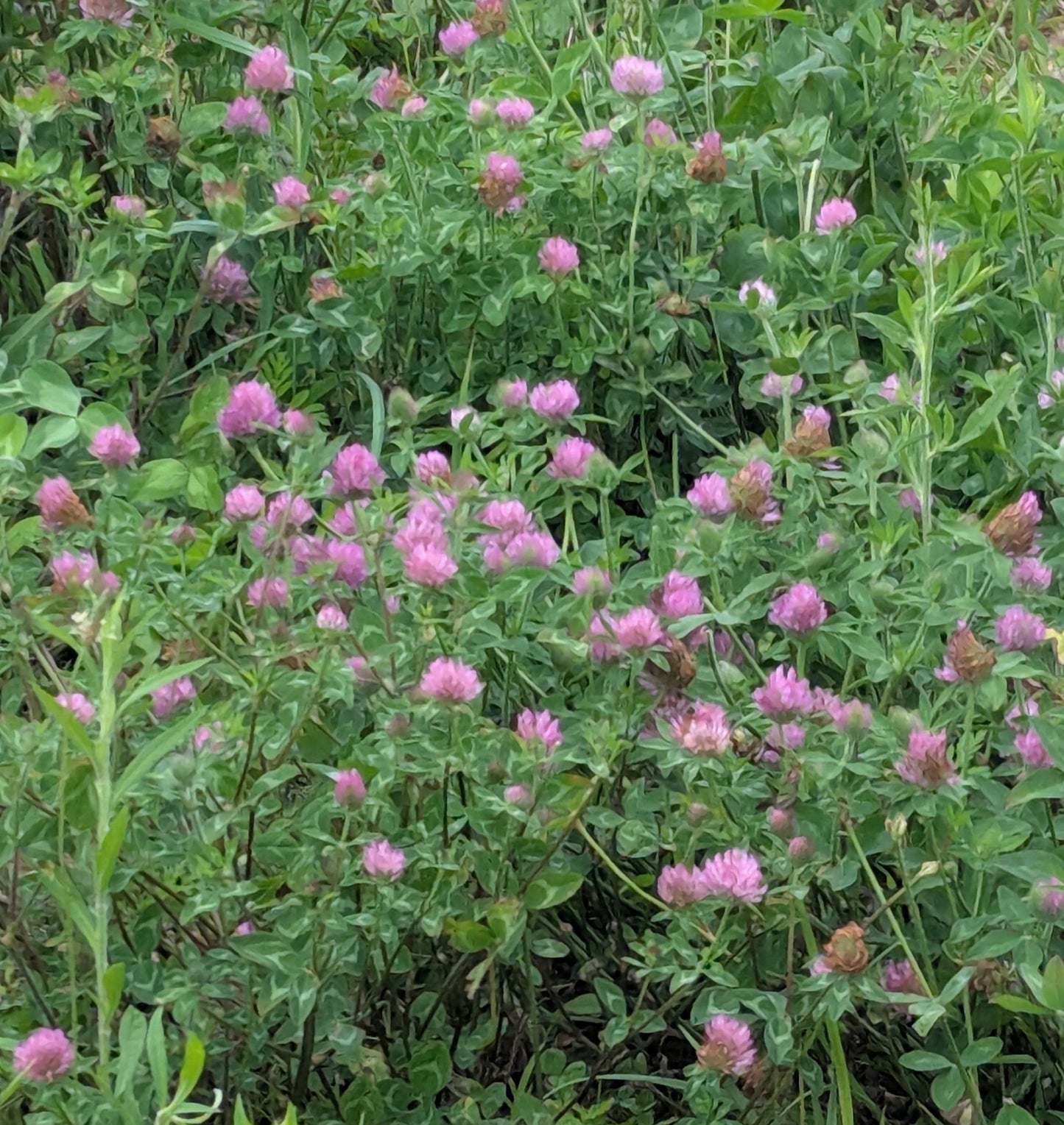 Red Clover Flower