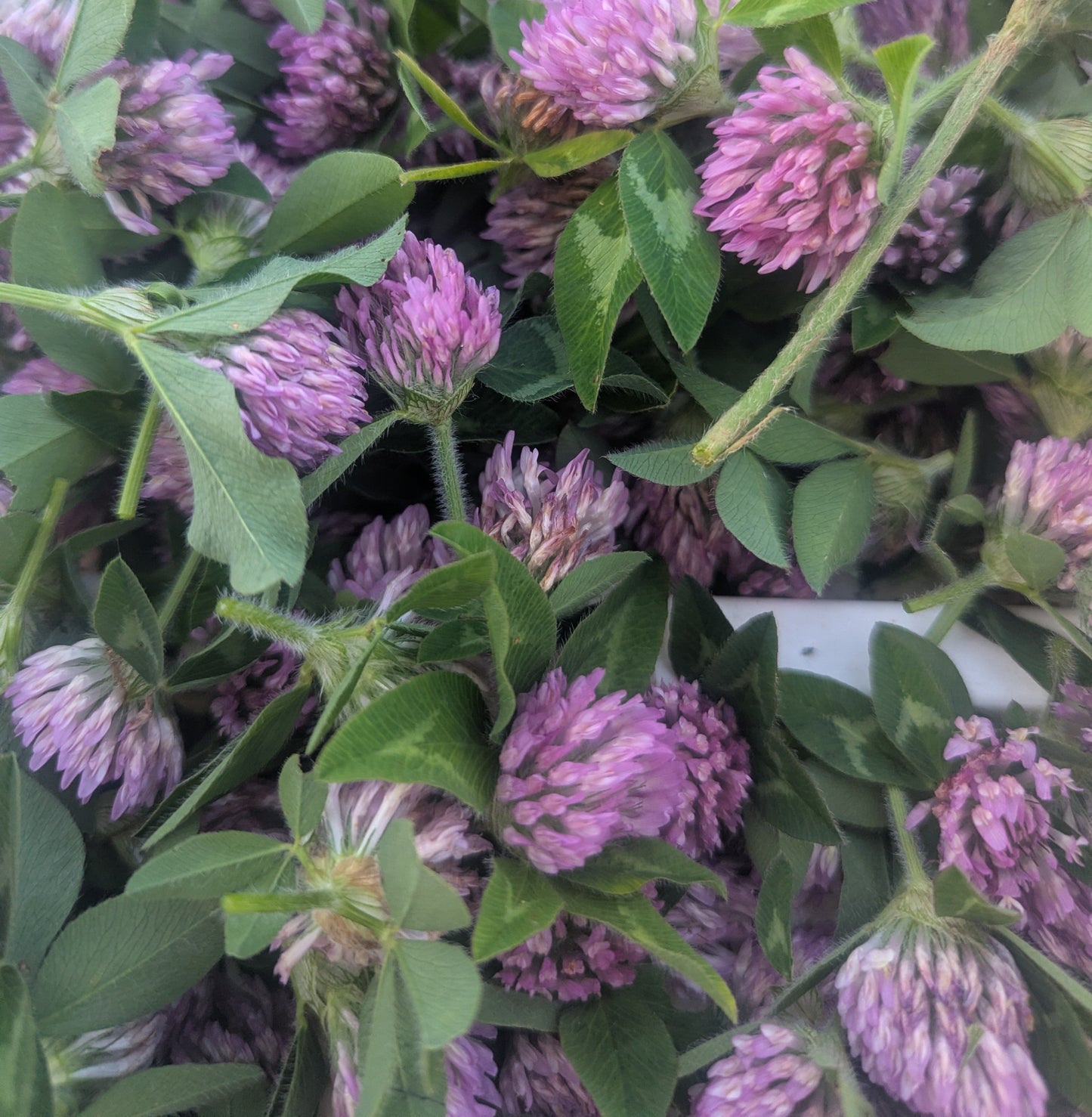 Red Clover Flower
