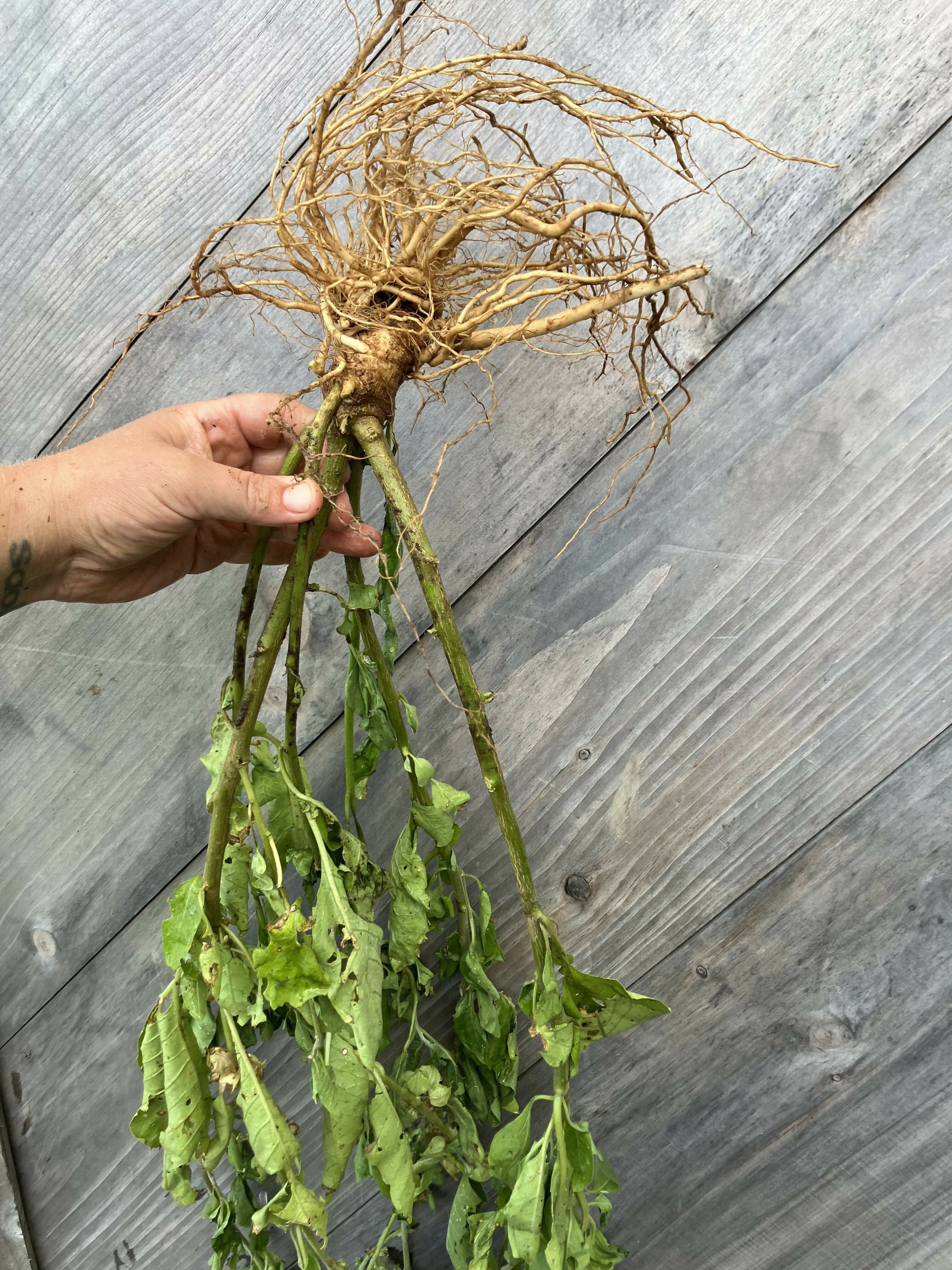 Ashwagandha Root, Certified OG – Meeting House Farm