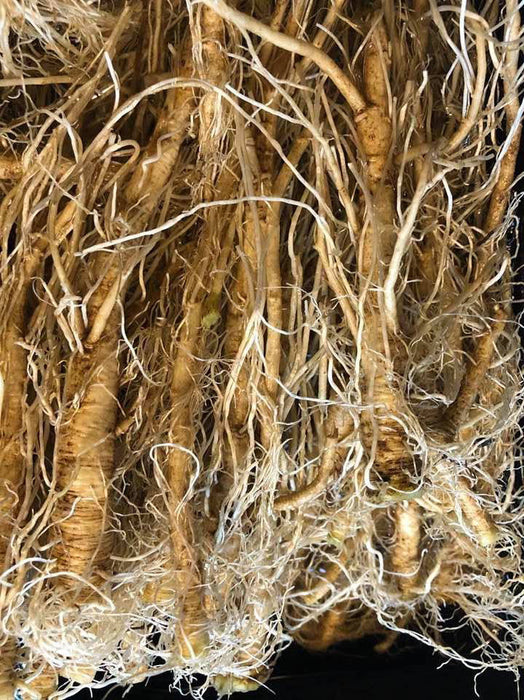 Teasel Root - Grown Organically