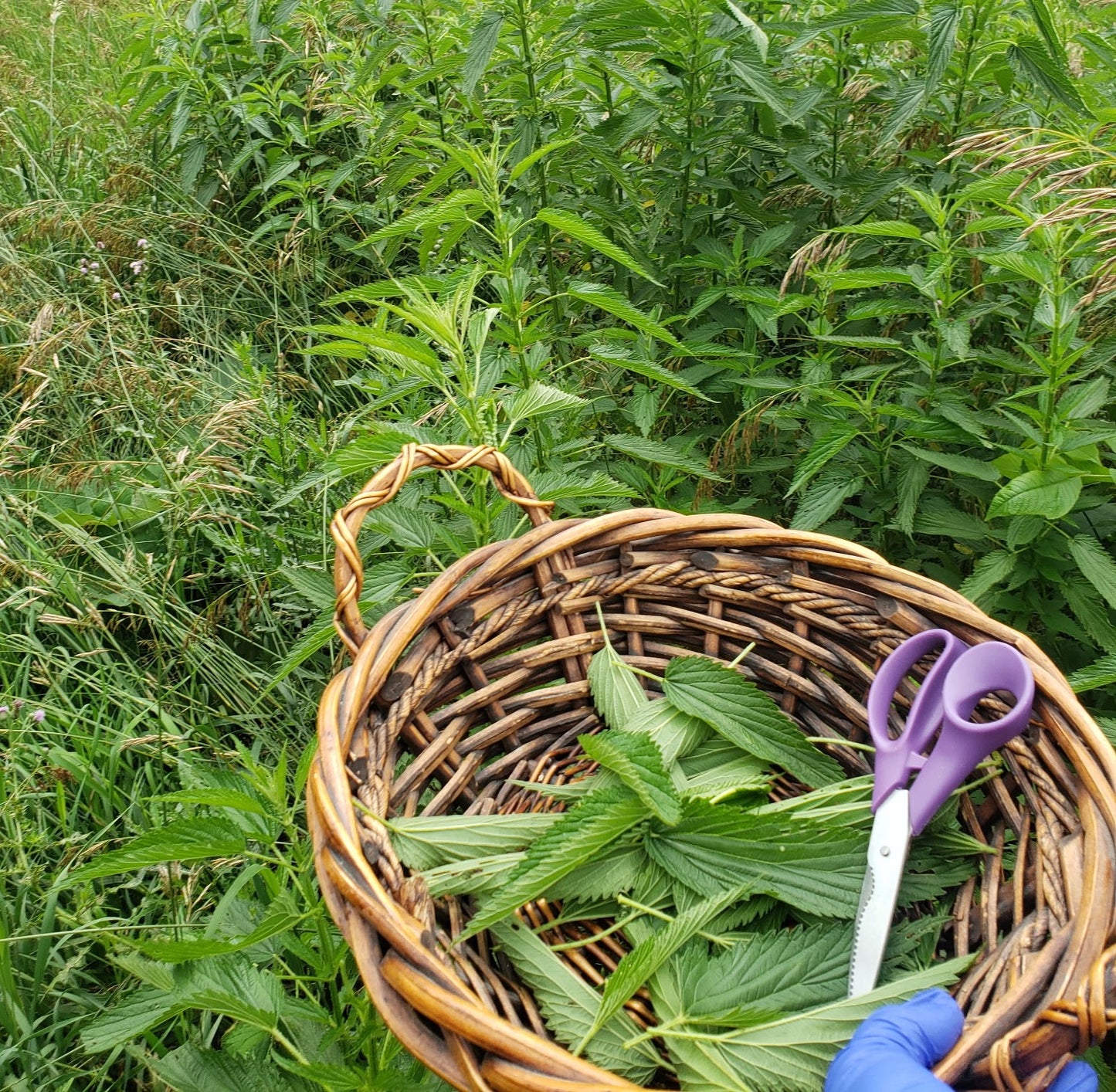Stinging Nettle (Urtica dioica)