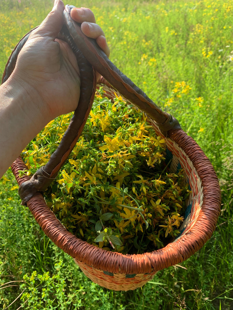 Fresh St. John's Wort