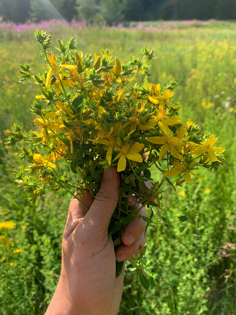 Fresh St. John's Wort