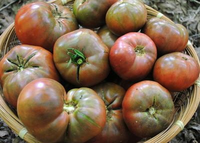 Tomato (Cherokee) OG - live plant