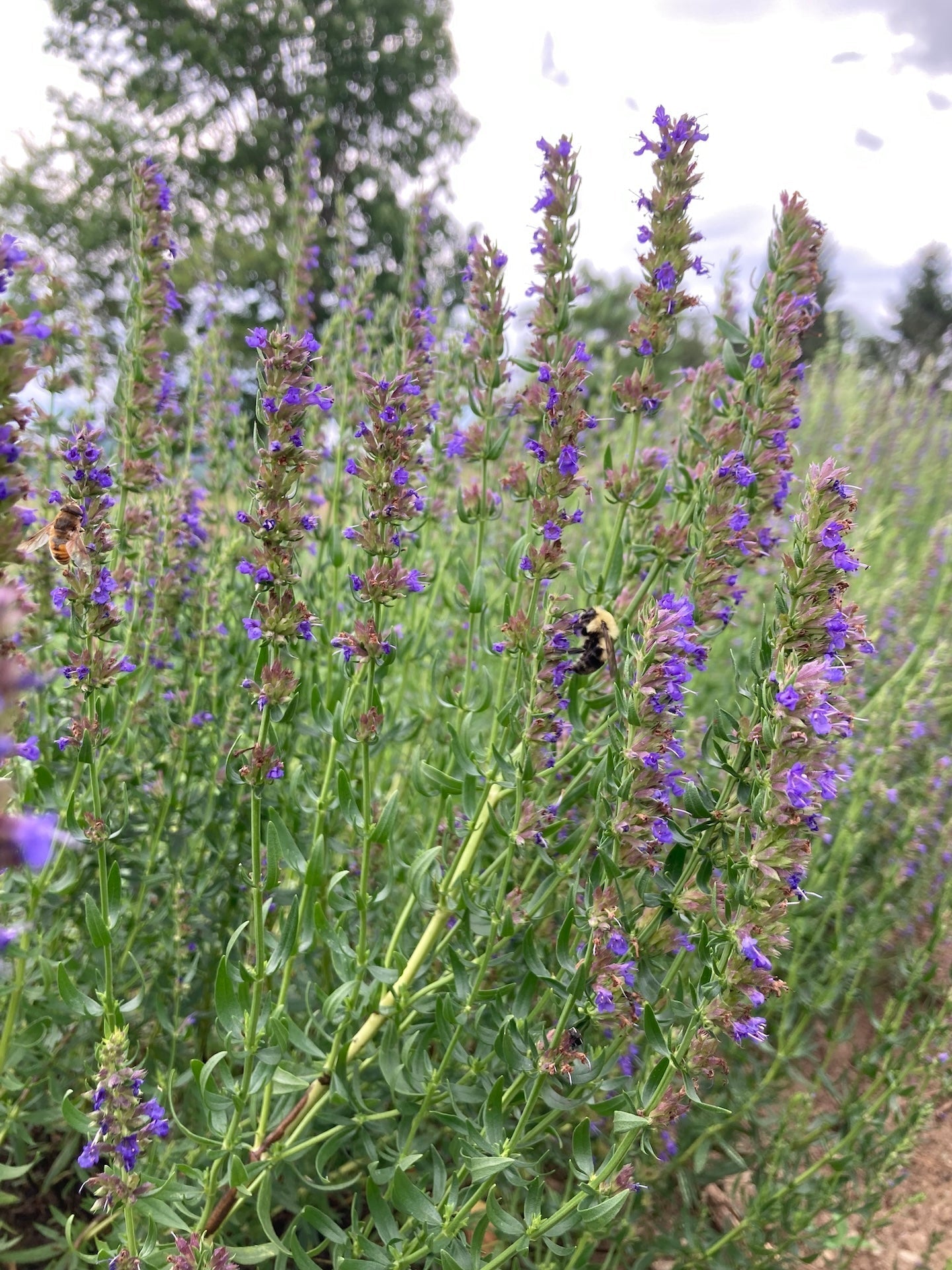 Hyssop Certified OG