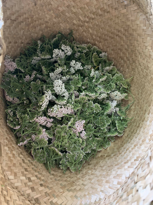 YarrowHarvest